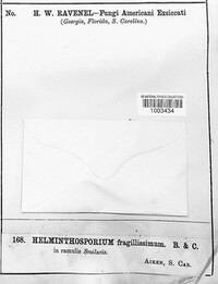 Sporidesmium fragilissimum image
